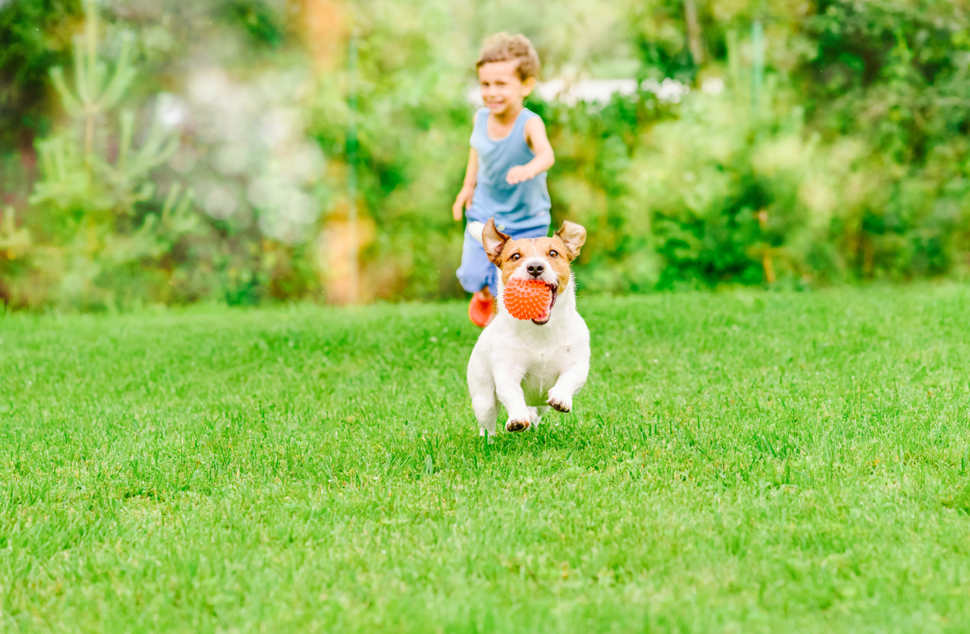 Is Grass Seed Safe For Dogs? - Grass Seed Online