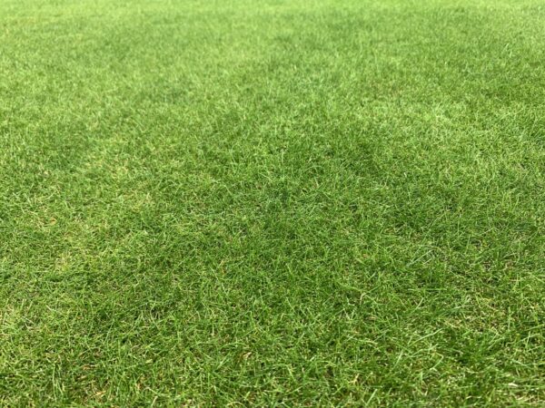 Slender Creeping Red Fescue