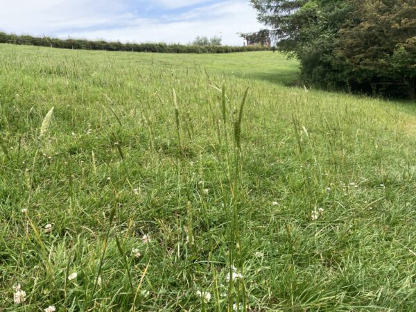 Crested Dogstail Grass Seed