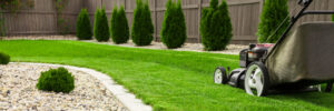 Buy Grass Seed Online