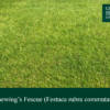 Chewing's Fescue | Grass Seed Online