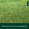 Hard Fescue | Grass Seed Online