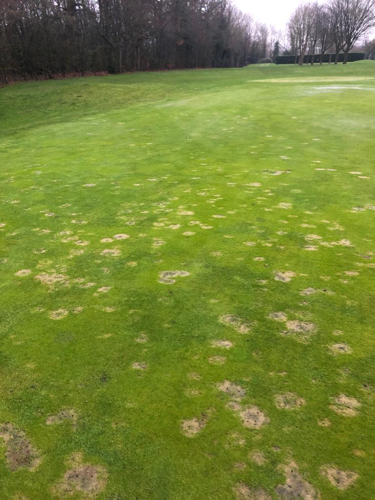 Fusarium Disease in Turf