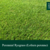 Perennial Ryegrass | Grass Seed Online