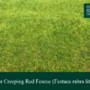 Slender Creeping Red Fescue | Grass Seed Online