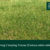 Strong Creeping Red Fescue | Grass Seed Online