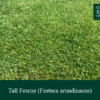 Tall Fescue | Grass Seed Online