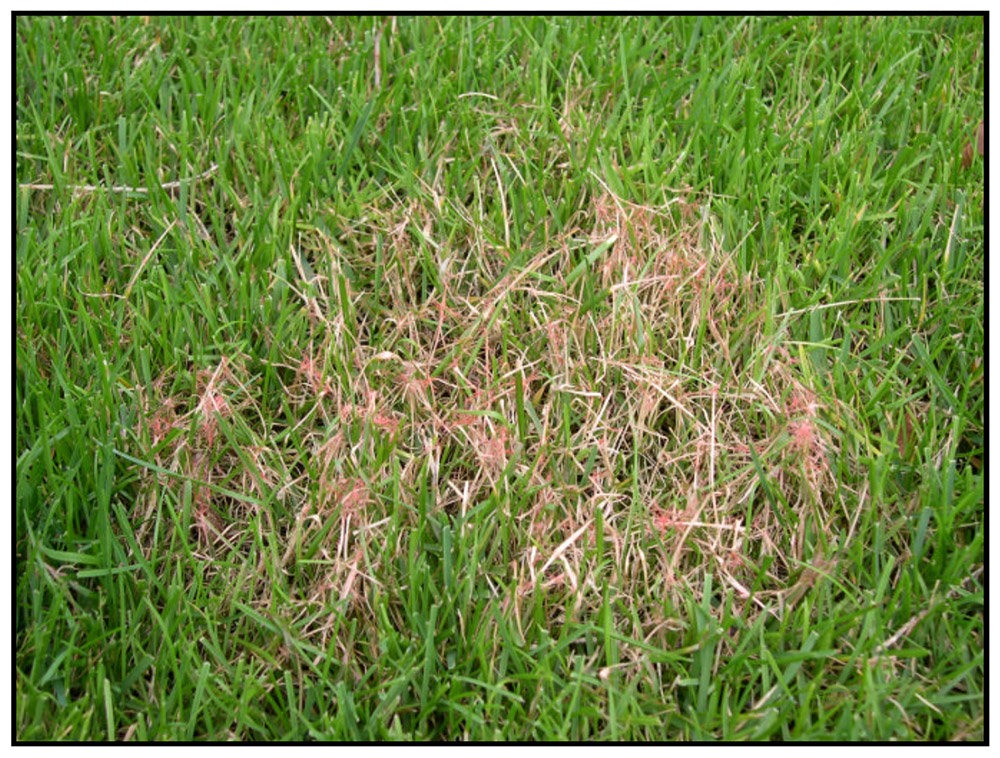 Red Thread Disease In Turf and Lawns: Detection and Prevention