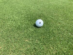 Creeping Bent