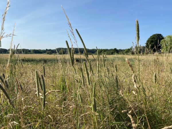 Timothy Grass Seed