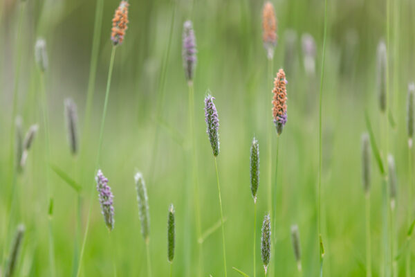 Meadow Foxtail