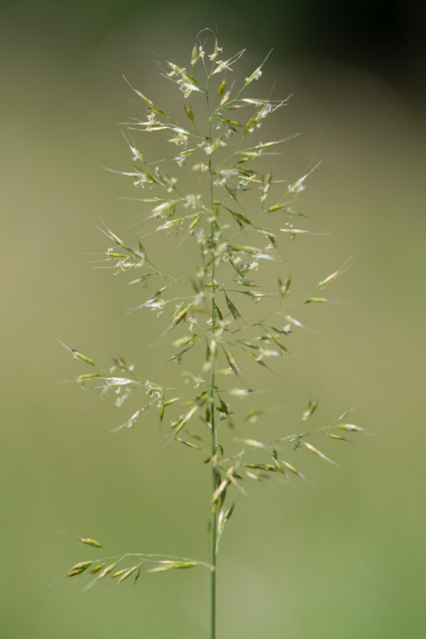 Yellow Oat Grass