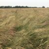 Slender Creeping Red Fescue Crop